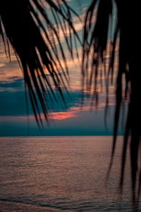 Preview wallpaper sea, sunset, dusk, palms, branches