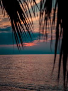 Preview wallpaper sea, sunset, dusk, palms, branches