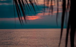 Preview wallpaper sea, sunset, dusk, palms, branches