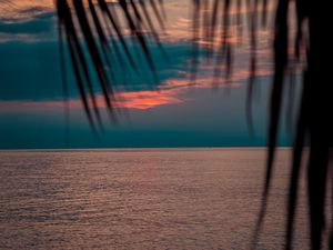 Preview wallpaper sea, sunset, dusk, palms, branches