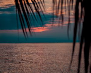 Preview wallpaper sea, sunset, dusk, palms, branches