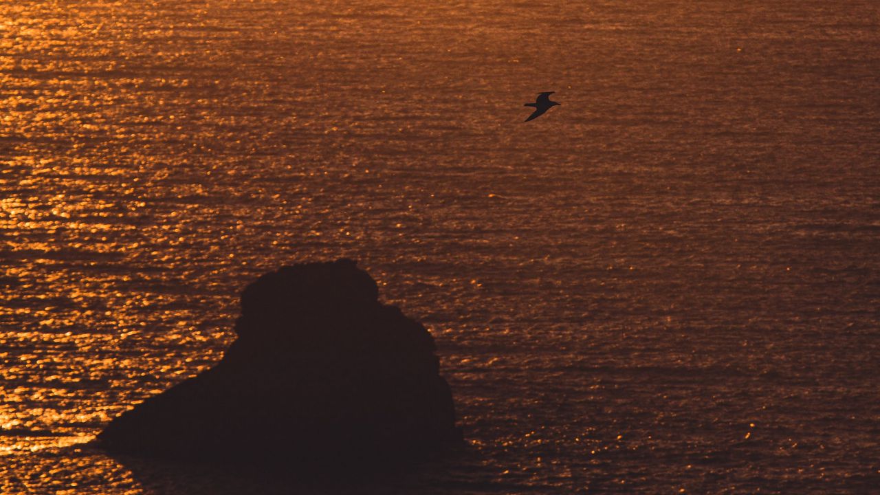 Wallpaper sea, sunset, rock, seagull, glare