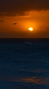Preview wallpaper sea, sunset, sun, horizon, bird