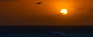 Preview wallpaper sea, sunset, sun, horizon, bird