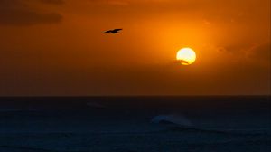 Preview wallpaper sea, sunset, sun, horizon, bird