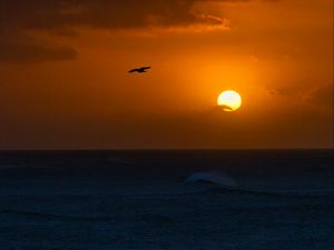 Preview wallpaper sea, sunset, sun, horizon, bird