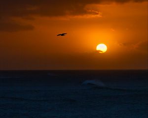 Preview wallpaper sea, sunset, sun, horizon, bird