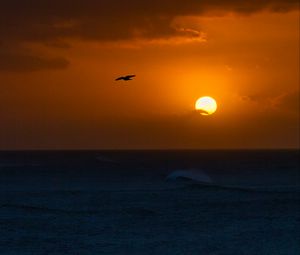 Preview wallpaper sea, sunset, sun, horizon, bird