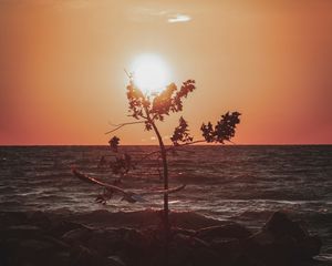 Preview wallpaper sea, sunset, twilight, tree, bird, coast