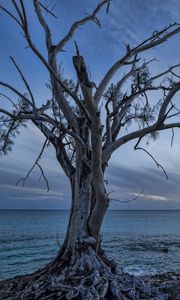 Preview wallpaper sea, tree, landscape