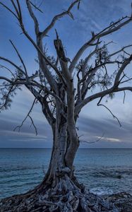 Preview wallpaper sea, tree, landscape