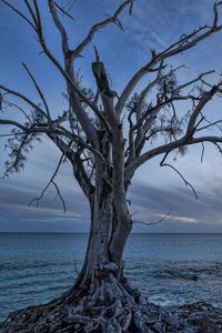 Preview wallpaper sea, tree, landscape