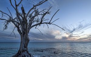 Preview wallpaper sea, tree, landscape