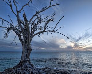 Preview wallpaper sea, tree, landscape