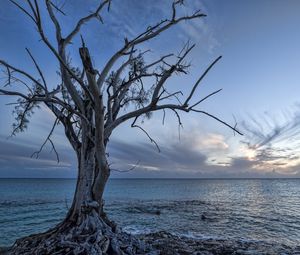 Preview wallpaper sea, tree, landscape