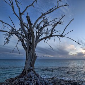 Preview wallpaper sea, tree, landscape