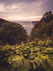 Preview wallpaper sea, trees, leaves, horizon, coast