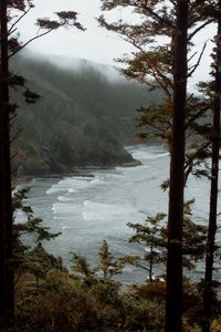 Preview wallpaper sea, trees, surf, rocks, fog