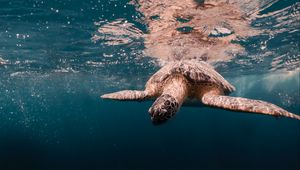 Preview wallpaper sea turtle, turtle, shell, sea, water