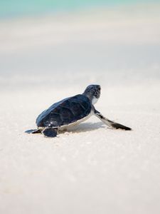 Preview wallpaper sea turtle, turtle, shore, animal