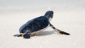 Preview wallpaper sea turtle, turtle, shore, animal