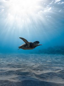 Preview wallpaper sea turtle, turtle, underwater world, swimming