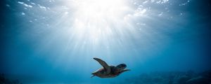 Preview wallpaper sea turtle, turtle, underwater world, swimming