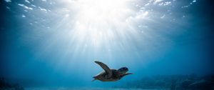 Preview wallpaper sea turtle, turtle, underwater world, swimming