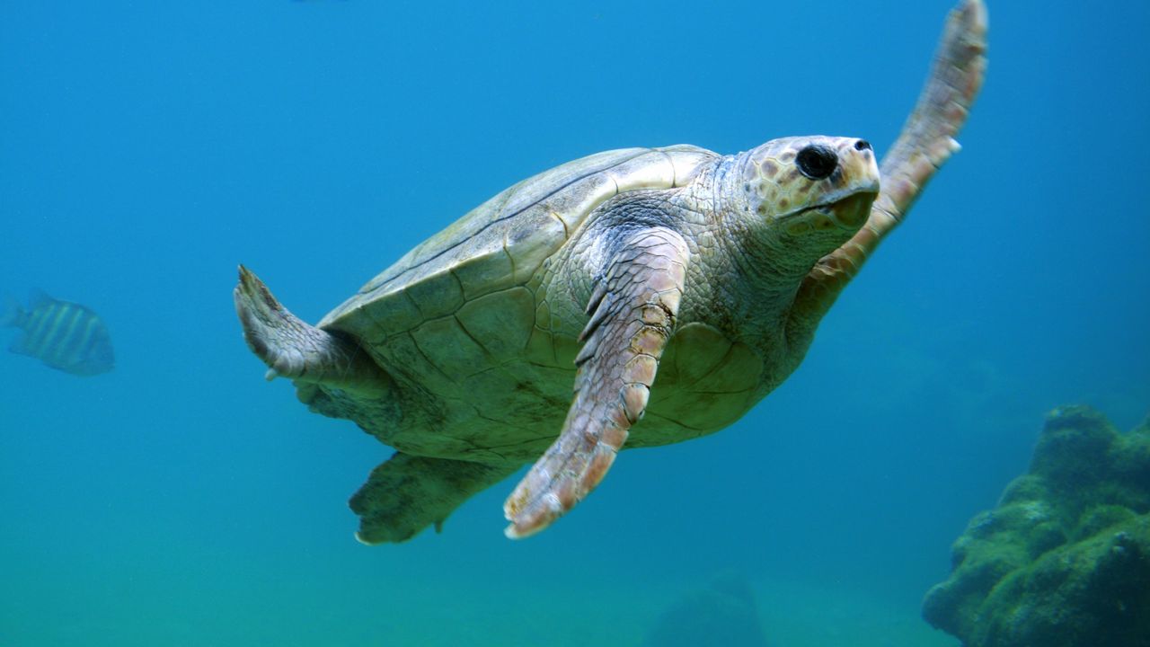 Wallpaper sea turtle, underwater, swim