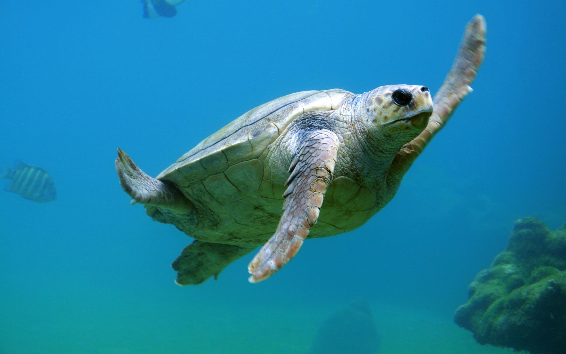 Download wallpaper 1920x1200 sea turtle, underwater, swim widescreen 16 ...