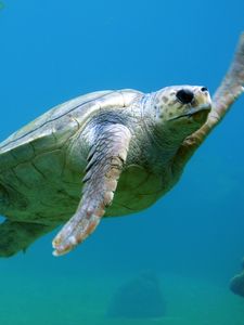 Preview wallpaper sea turtle, underwater, swim