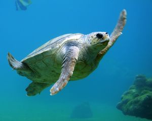 Preview wallpaper sea turtle, underwater, swim