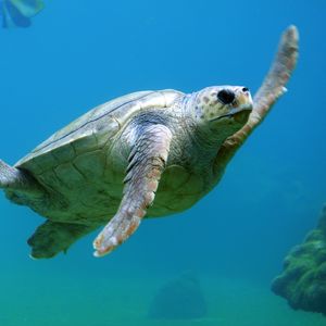 Preview wallpaper sea turtle, underwater, swim