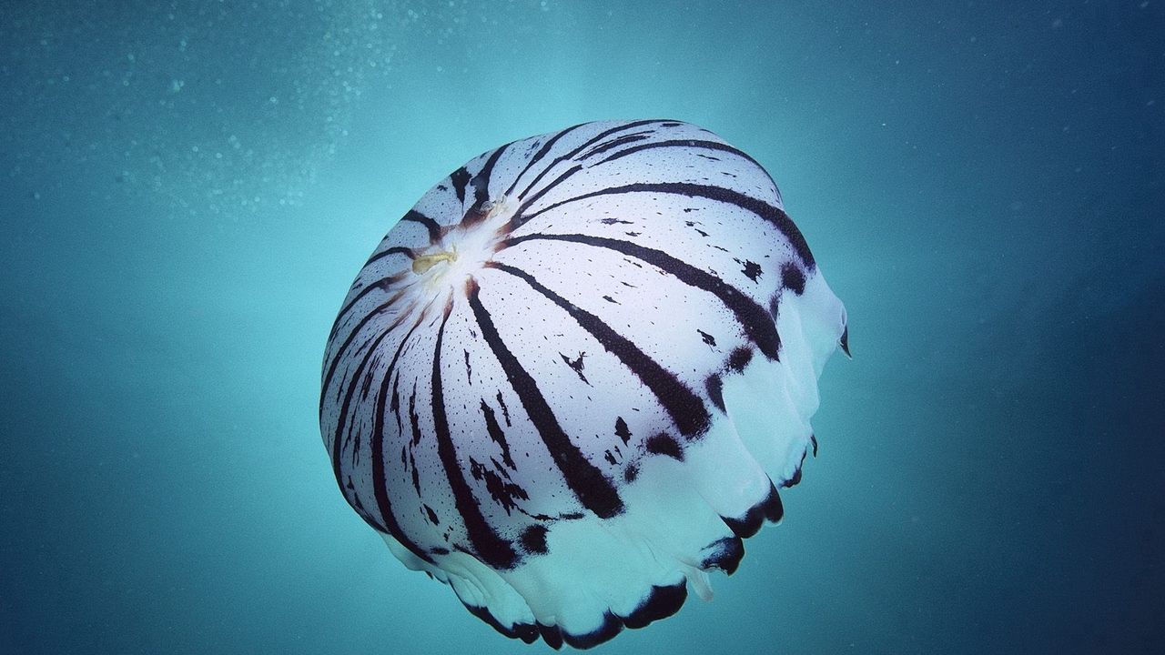 Wallpaper sea, underwater, sponges, jellyfish, swimming