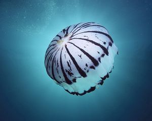 Preview wallpaper sea, underwater, sponges, jellyfish, swimming