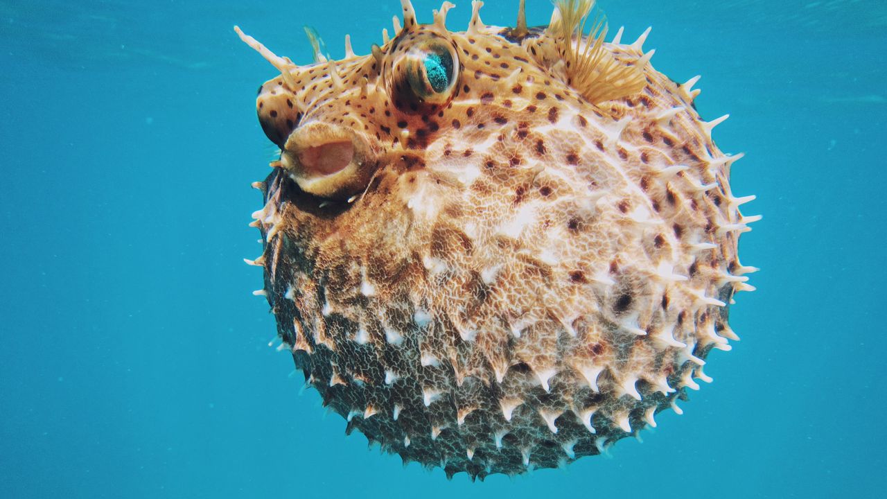 Wallpaper sea urchin, underwater world, spines