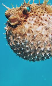 Preview wallpaper sea urchin, underwater world, spines