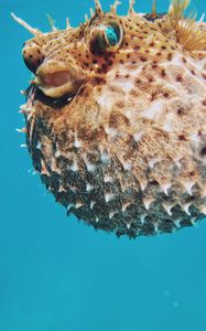 Preview wallpaper sea urchin, underwater world, spines