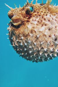 Preview wallpaper sea urchin, underwater world, spines