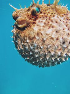 Preview wallpaper sea urchin, underwater world, spines