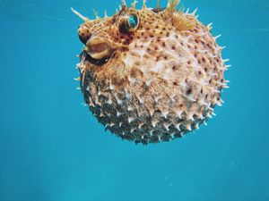 Preview wallpaper sea urchin, underwater world, spines