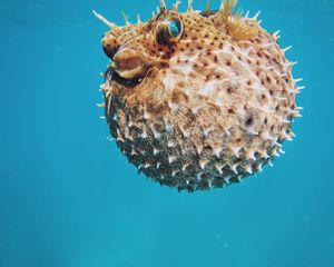 Preview wallpaper sea urchin, underwater world, spines