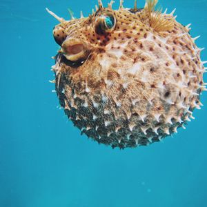 Preview wallpaper sea urchin, underwater world, spines