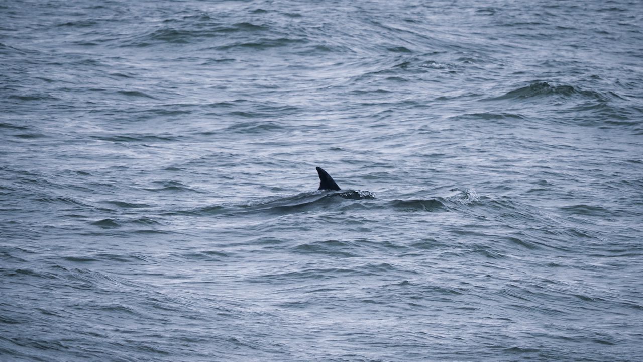 Wallpaper sea, water, shark, fin, nature