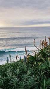 Preview wallpaper sea, waves, flowers, plants, landscape