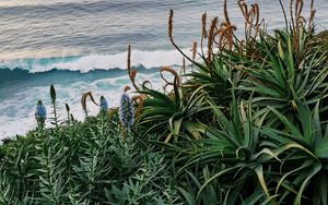 Preview wallpaper sea, waves, flowers, plants, landscape