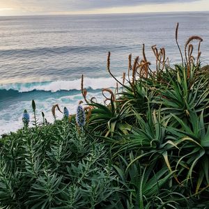 Preview wallpaper sea, waves, flowers, plants, landscape