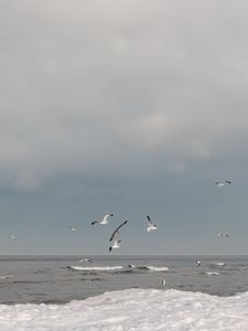 Preview wallpaper sea, waves, seagulls, birds, clouds