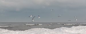 Preview wallpaper sea, waves, seagulls, birds, clouds