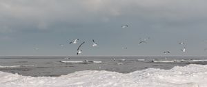 Preview wallpaper sea, waves, seagulls, birds, clouds